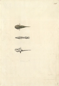 Trachelochismus pinnulatus, lumpfish Trachelochismus pinnulatus, lumpfish