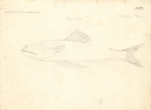 Trachinocephalus myops, painted lizzardfish Trachinocephalus myops, painted lizzardfish