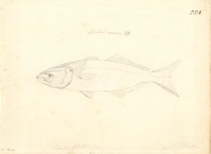 Trachinotus carolinus, Florida pompano Trachinotus carolinus, Florida pompano