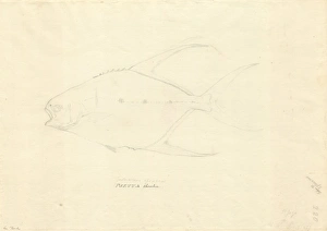 Trachinotus goreensis, longfin pompano Trachinotus goreensis, longfin pompano