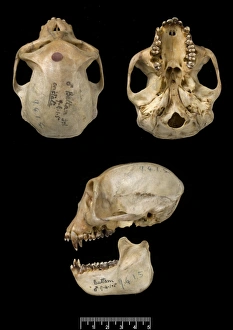 Trachypithecus cristatus, silver leaf monkey Trachypithecus cristatus, silver leaf monkey