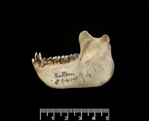 Silver leaf monkey male jaw Print, 1909.4.1.5