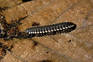 Millipede Prints: Tractor Millipede Print: Lowland Rainforest Floor, Sabah, Borneo