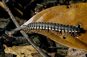 Tractor millipede on lowland rainforest floor Tractor millipede on lowland rainforest floor