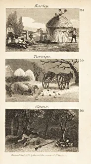 Trades in Norfolk, Regency England. Barley, turnips and game Trades in Norfolk, Regency England. Barley, turnips and game