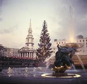 Trafalgar Square Christmas Tree Prints: Trafalgar Square Tree