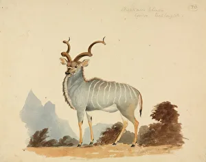 Tragelaphus strepsiceros, Greater kudu Tragelaphus strepsiceros, Greater kudu