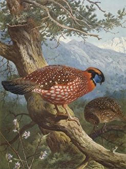Tragopan temmincki, Temmincks tragopan Tragopan temmincki, Temmincks tragopan