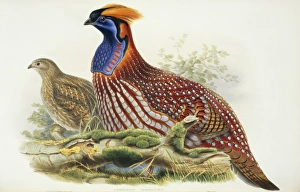 Tragopan temminckii, Temmincks tragopan Tragopan temminckii, Temmincks tragopan