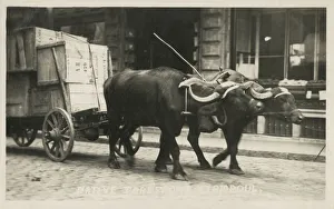 Transport by Ox Cart - Istanbul, Turkey Date: 1922 Transport by Ox Cart - Istanbul, Turkey Date: 1922