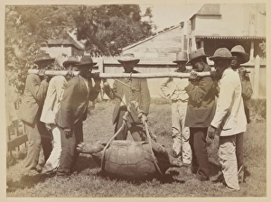 Transporting Giant tortoises Transporting Giant tortoises