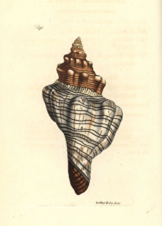 Trapezium horse conch, Pleuroploca trapezium Trapezium horse conch, Pleuroploca trapezium
