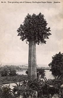 Tree atop a chimney - Burlington Sugar Estate, Jamaica Tree atop a chimney - Burlington Sugar Estate, Jamaica