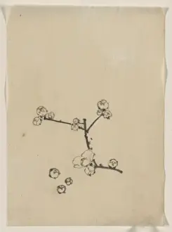 Japanese Cherry Blossom Trees Prints: A tree branch with blossoms