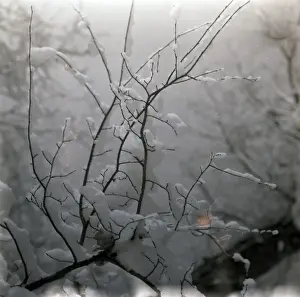 Snow Covered Tree Branches Prints: Tree branches covered in snow