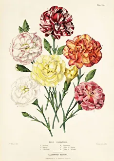 Tree carnation varieties, Dianthus caryophyllus Tree carnation varieties, Dianthus caryophyllus