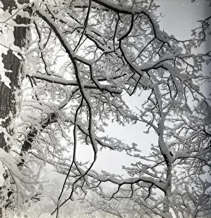 Snow-covered Tree Print circa 1952