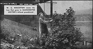 Tree growing in damaged stand at Manchester United Tree growing in damaged stand at Manchester United