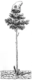 Tree of Liberty Print, 1793