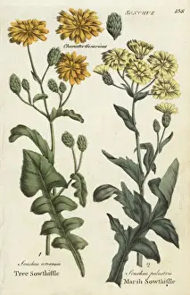 Medical Herbalism History Prints: Tree sowthistle and marsh sowthistle