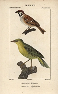 Tree sparrow, Passer montanus, and village Tree sparrow, Passer montanus, and village