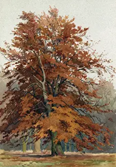 Autumn Beech Tree Prints: Trees / Beech C1890