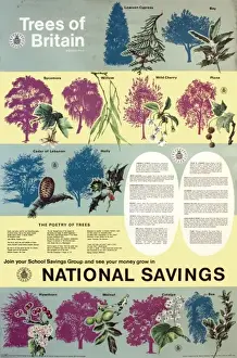 Vintage British Advertising Posters Prints: Trees of Britain
