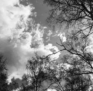 Trees and Clouds Print, 1930s Study