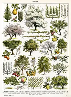 Blossoming Fruit Trees Prints: Trees / Orchard Trees