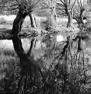 Reflections In Water Prints: Trees and their reflections