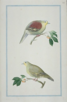 Treron pompadora, pompadour green pigeon Treron pompadora, pompadour green pigeon