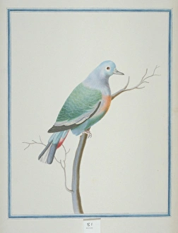 Treron vernans, pink-necked green pigeon Treron vernans, pink-necked green pigeon