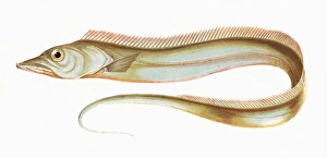 Trichiurus lepturus, or Largehead Hairtail Trichiurus lepturus, or Largehead Hairtail