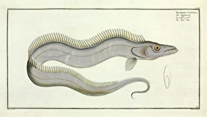 Trichiurus lepturus or the Sword fish Trichiurus lepturus or the Sword fish