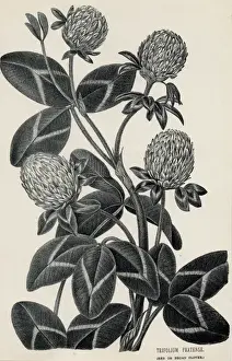 Red Clover Prints: Trifolium Pratense