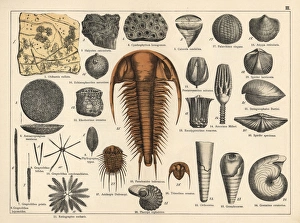 Trilobite, sponge and zoophyte fossils Trilobite, sponge and zoophyte fossils