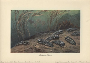 Trilobites, fossil group of extinct marine Trilobites, fossil group of extinct marine