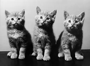 Vintage Cat Pictures Prints: Trio of Kittens