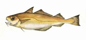 Marine Life In The 1800s Prints: Trisopterus minutus, or Poor Cod