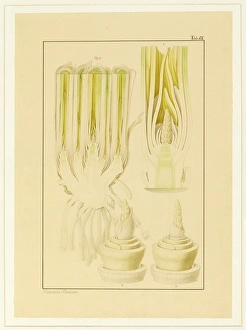 Triticum aestivum, Wheat Triticum aestivum, Wheat