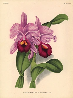 Triumphant variety of Cattleya trianae orchid Triumphant variety of Cattleya trianae orchid