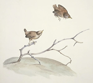 Troglodytes troglodytes, winter wren Troglodytes troglodytes, winter wren