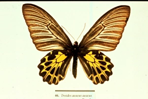 Troides aeacus, golden birdwing butterfly Troides aeacus, golden birdwing butterfly