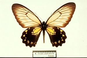 Troides andromache, birdwing butterfly Troides andromache, birdwing butterfly