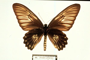 Troides dohertyi, birdwing butterfly Troides dohertyi, birdwing butterfly