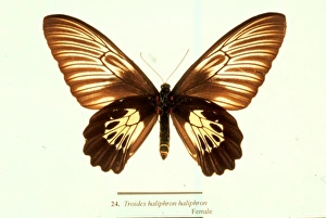Troides haliphron, birdwing butterfly Troides haliphron, birdwing butterfly