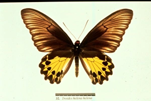Troides helena, common birdwing butterfly Troides helena, common birdwing butterfly