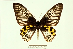 Troides hypolitus, birdwing butterfly Troides hypolitus, birdwing butterfly