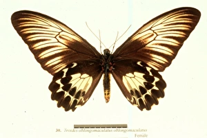 Troides oblongomaculatus, birdwing butterfly Troides oblongomaculatus, birdwing butterfly