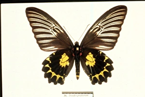 Troides prattorum, birdwing butterfly Troides prattorum, birdwing butterfly